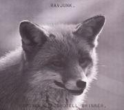 RAVJUNK/Uppsala Stadshotell Brinner (1977/1st) (�졼�������/Sweden)